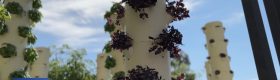 Tower garden at UCLA.