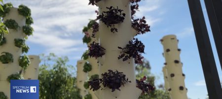 Tower garden at UCLA.