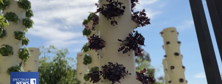 Tower garden at UCLA.